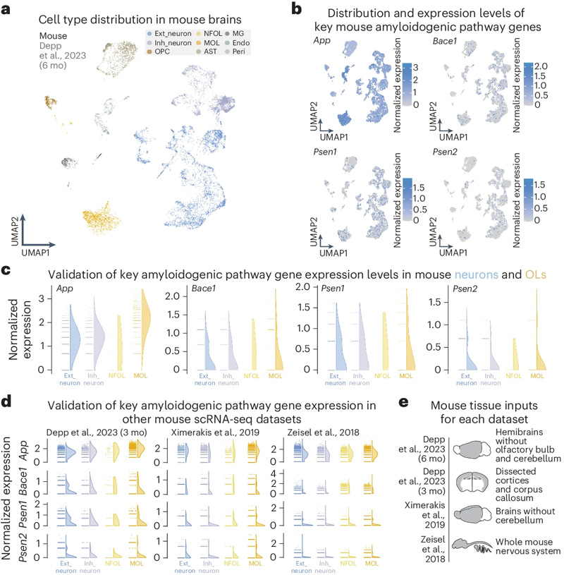通過(guò)scRNA-seq和snRNA-seq評(píng)估，OLs大量表達(dá)關(guān)鍵的淀粉樣蛋白生成途徑基因