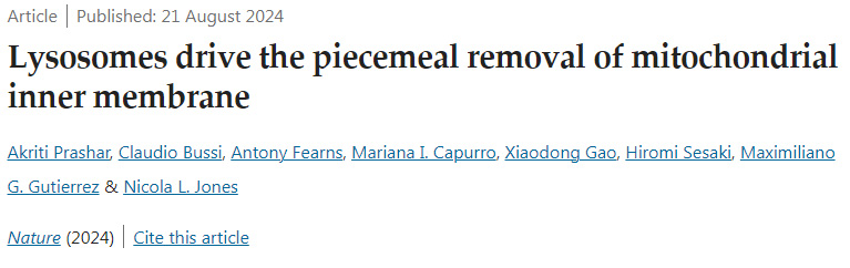 溶酶體驅(qū)動線粒體內(nèi)膜的逐步去除 溶酶體驅(qū)動線粒體內(nèi)膜的逐步去除