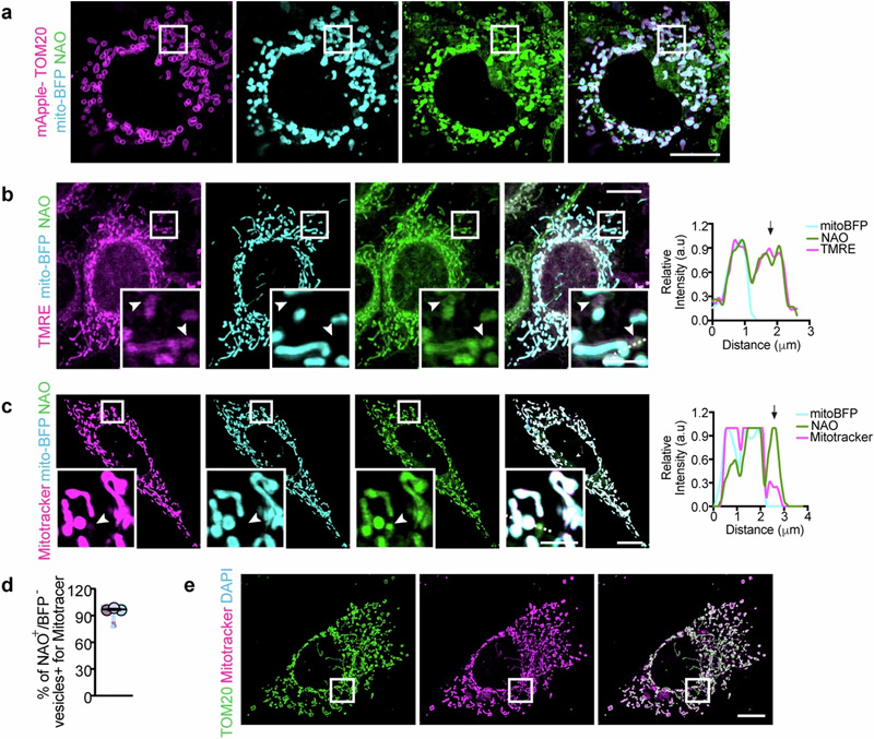 胞漿IMM衍生的囊泡缺乏基質(zhì)和OMM 胞漿IMM衍生的囊泡缺乏基質(zhì)和OMM