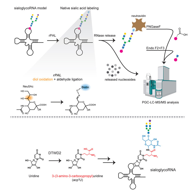 一種靈敏且可擴(kuò)展的檢測(cè)和表征天然糖RNA的方案 一種靈敏且可擴(kuò)展的檢測(cè)和表征天然糖RNA的方案