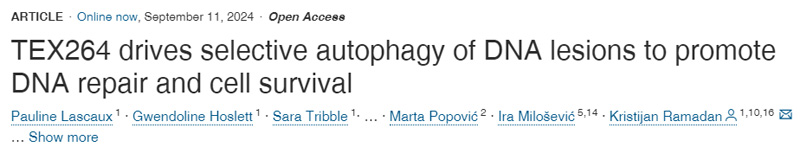 
TEX264驅(qū)動DNA損傷的選擇性自噬，以促進DNA修復(fù)和細(xì)胞存活