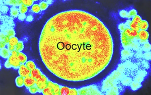 《自然衰老》發(fā)現(xiàn)了一種新方法來使老化的卵細(xì)胞恢復(fù)活力