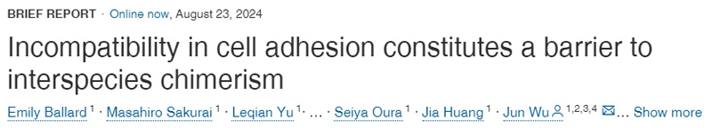 細(xì)胞粘附的不相容性構(gòu)成了種間嵌合的障礙
細(xì)胞粘附的不相容性構(gòu)成了種間嵌合的障礙