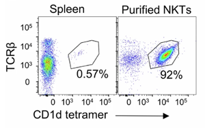 《自然癌癥》：利用自然殺傷T細(xì)胞推進(jìn)實(shí)體瘤的癌癥免疫治療