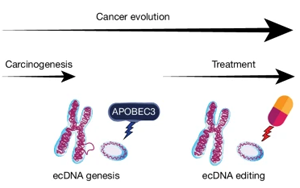 Nature：前所未有！新研究揭示了導(dǎo)致膀胱癌的突變和DNA結(jié)構(gòu)
