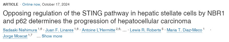 
NBR1和p62對肝星狀細胞STING通路的反向調(diào)節(jié)決定了肝細胞癌的進展