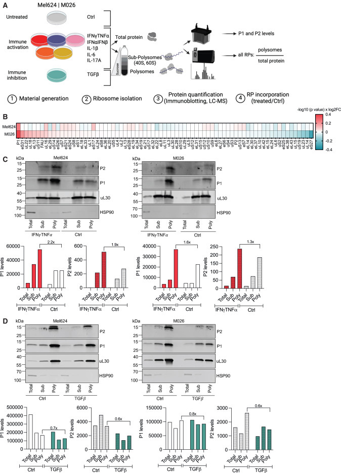 P-莖區(qū)定義了一種細胞因子反應(yīng)性核糖體亞群