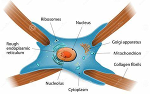 Nature：免疫療法阻斷瘢痕形成，改善心力衰竭小鼠的心臟功能