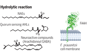 Science：有益的腸道微生物具有驚人的代謝能力！