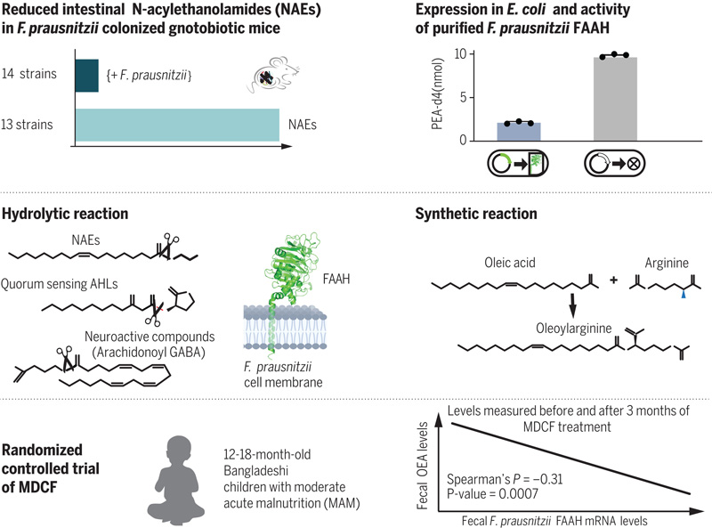 調節(jié)管腔NAEs的F.prausnitzii FAAH的發(fā)現(xiàn)和特征