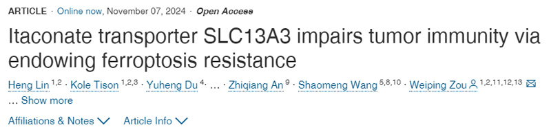 衣康酸轉(zhuǎn)運(yùn)蛋白SLC13A3通過賦予抗鐵下垂能力損害腫瘤免疫力