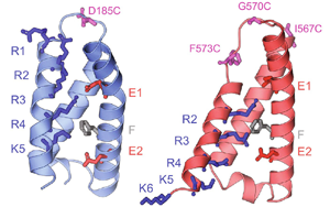 疼痛信號(hào)新見解：一種鈣通道蛋白起關(guān)鍵作用