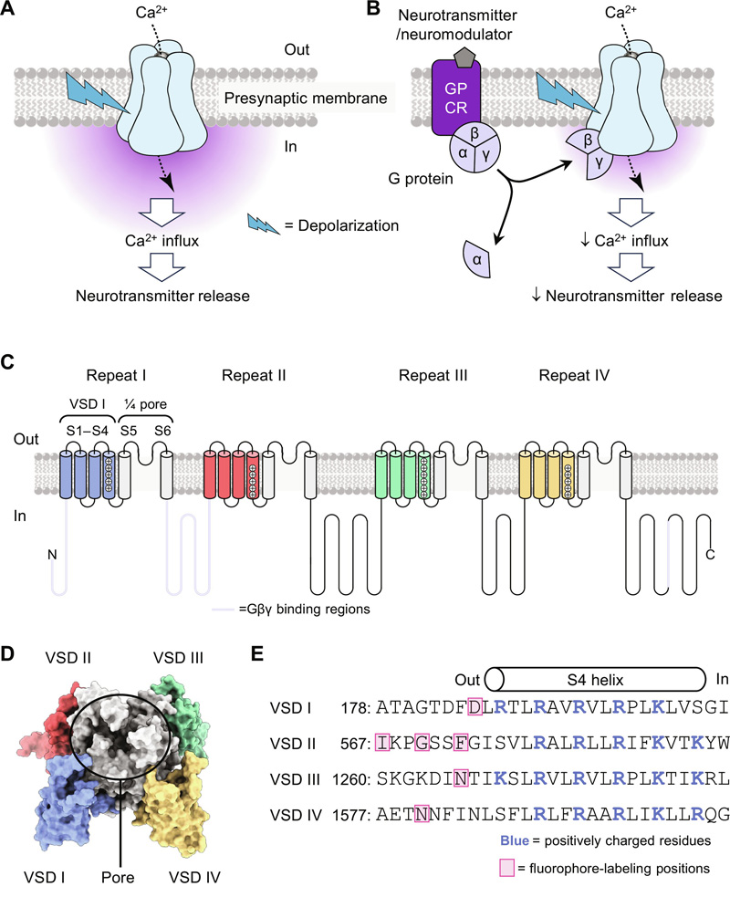 CaV2.2功能、G蛋白抑制和結(jié)構(gòu)