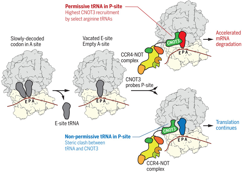P位點(diǎn)tRNA控制CCR4-NOT復(fù)合物向翻譯核糖體的募集