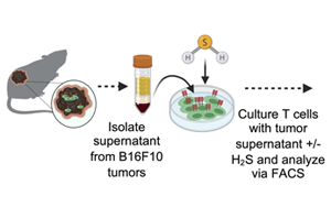 Science Advances：高爾基體越多，T細(xì)胞就越健壯，就越能抗癌！