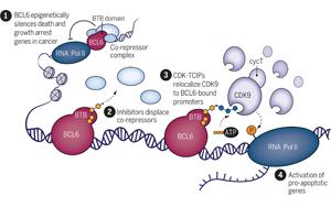 Science：突破傳統(tǒng)，利用細(xì)胞自然死亡機(jī)制殺死癌細(xì)胞