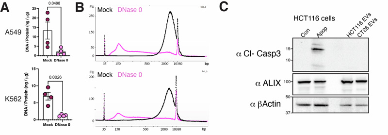 EV-DNA來(lái)源于基因組DNA