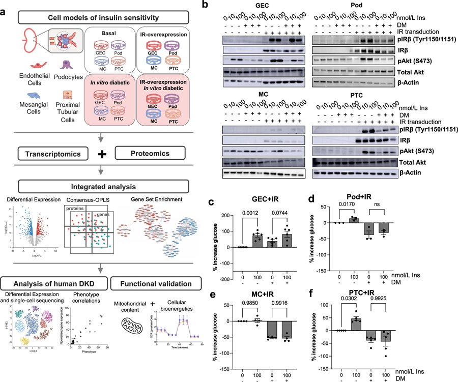 實驗管道概述和細胞模型特征