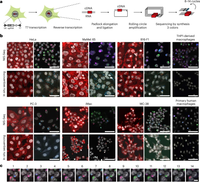 NIS-Seq能夠在有核細胞中進行光學條形碼識別