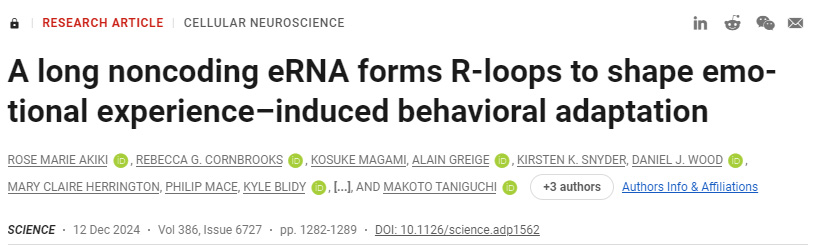 長的非編碼eRNA形成R環(huán)，以塑造情緒體驗(yàn)誘導(dǎo)的行為適應(yīng)