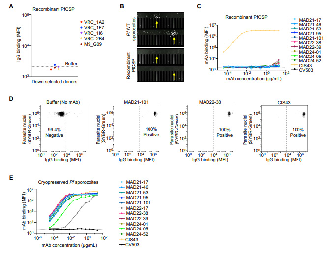 MAD21-101單克隆抗體的結(jié)合和功能分析
