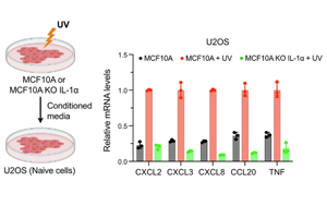 一種以前未知的機制：當細胞的DNA受損時，這種機制會引發(fā)細胞的炎癥免疫反應