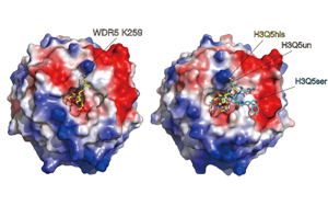 《Nature》單胺類神經(jīng)遞質(zhì)對大腦結(jié)構(gòu)不為人知的作用機制