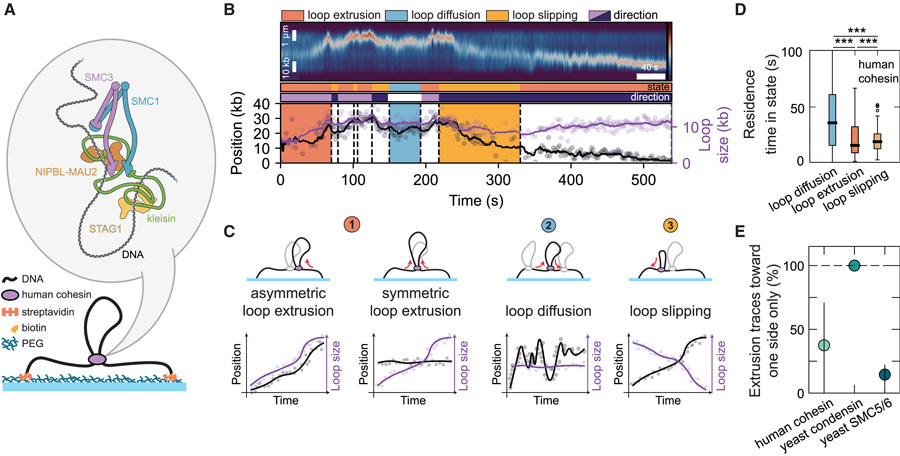 SMC介導(dǎo)的DNA環(huán)擠出過程中穿插著環(huán)擴散和環(huán)滑動事件