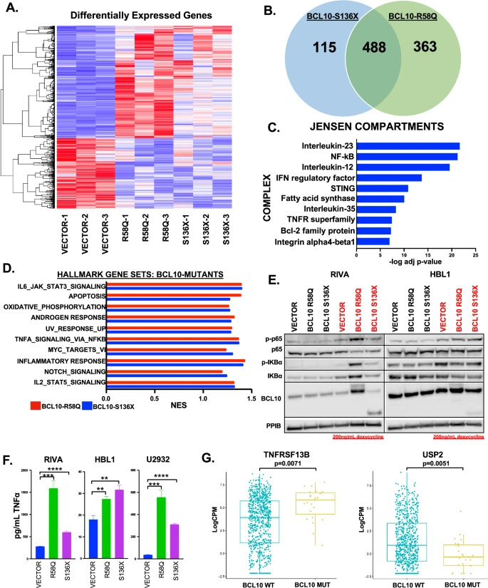 BCL10突變對基因表達的影響