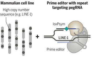 Science：科學(xué)家完成了有史以來最復(fù)雜的人類細(xì)胞系工程！