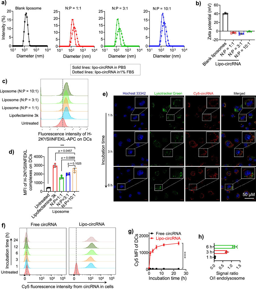 脂質(zhì)體促進(jìn)DCs中環(huán)狀RNA的遞送和抗原呈遞。
