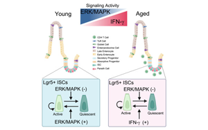 對腸道干細胞衰老的新認識