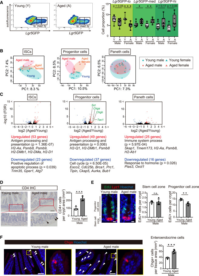 衰老對(duì)ISC自我更新和分化的影響