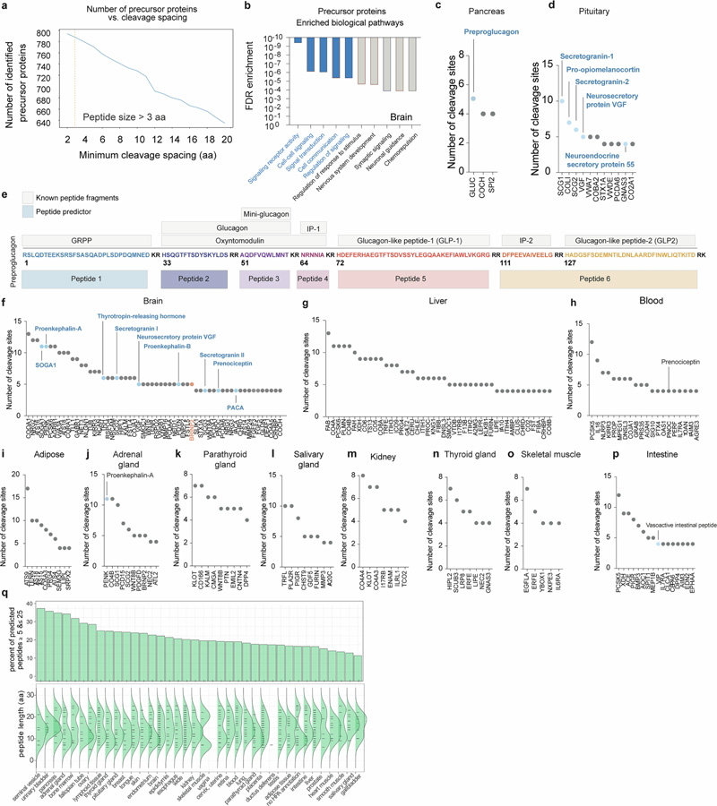 肽預測器映射了一大組經過蛋白水解處理的人類肽