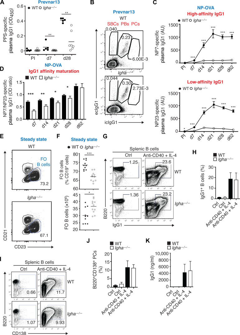 IgA增強(qiáng)全身性IgG對(duì)T細(xì)胞依賴性抗原(如蛋白結(jié)合肺炎球菌疫苗)的應(yīng)答 IgA增強(qiáng)全身性IgG對(duì)T細(xì)胞依賴性抗原(如蛋白結(jié)合肺炎球菌疫苗)的應(yīng)答