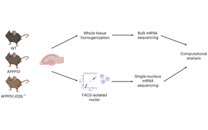 Nature Aging：炎癥信使助長(zhǎng)了阿爾茨海默病