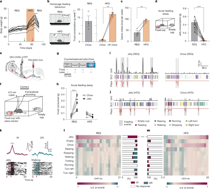 慢性HFD促進享樂喂養(yǎng)期間NAcLat→VTA活性的解偶聯(lián)