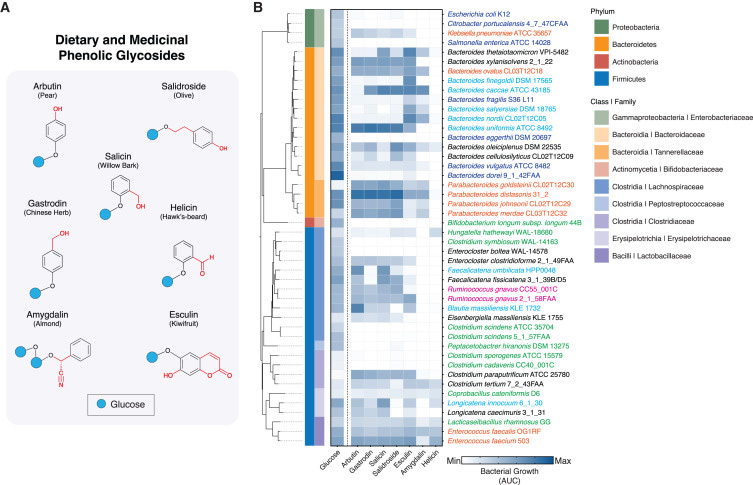 人體腸道微生物對(duì)膳食酚苷的利用情況