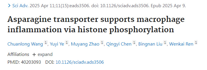 天冬酰胺轉(zhuǎn)運蛋白通過組蛋白磷酸化支持巨噬細胞炎癥