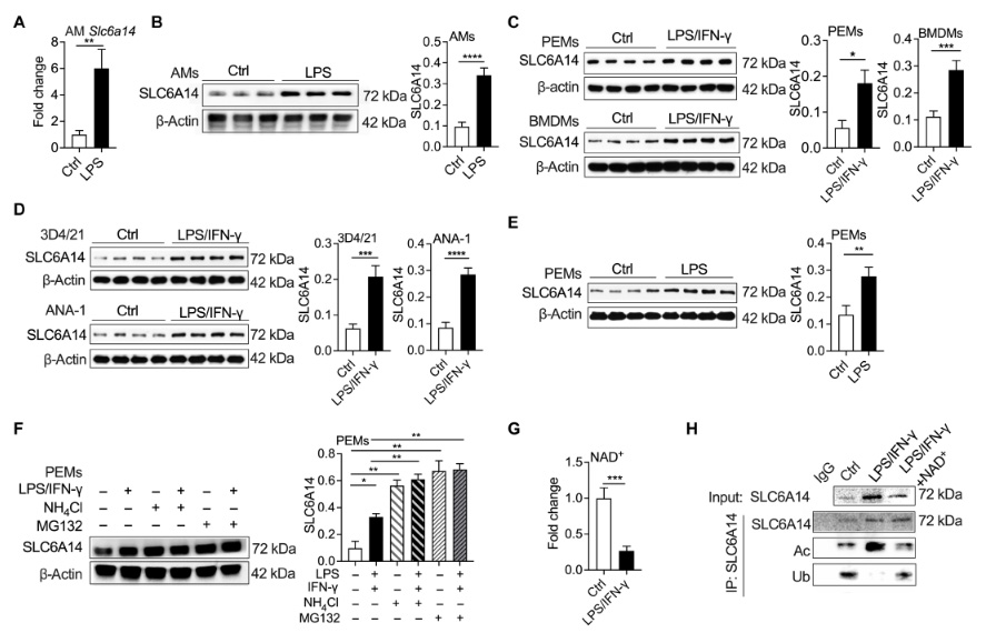 NAD+介導(dǎo)的乙酰化促進SLC6A14的表達