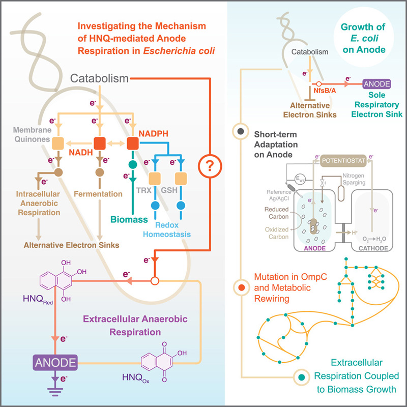 HNQ介導(dǎo)的大腸桿菌陽(yáng)極呼吸機(jī)制的研究