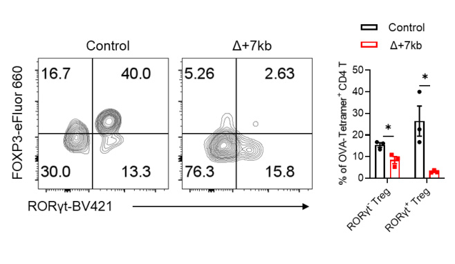 OVA處理的對(duì)照組和Δ+7kb小鼠的SILP中內(nèi)源性O(shè)VA特異性pTreg