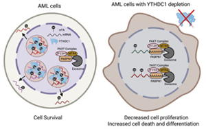 《Cell》mRNA化學(xué)修飾在細(xì)胞應(yīng)激反應(yīng)中起重要作用？