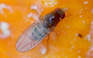 打破經(jīng)典教科書：首次發(fā)現(xiàn)對(duì)兩性都 “作弊” 的染色體！