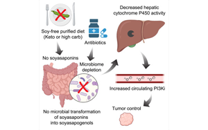 Cell：生酮飲食會(huì)影響抗癌藥物活性？最新研究指出腸道微生物組-膳食的相關(guān)癌癥影響
