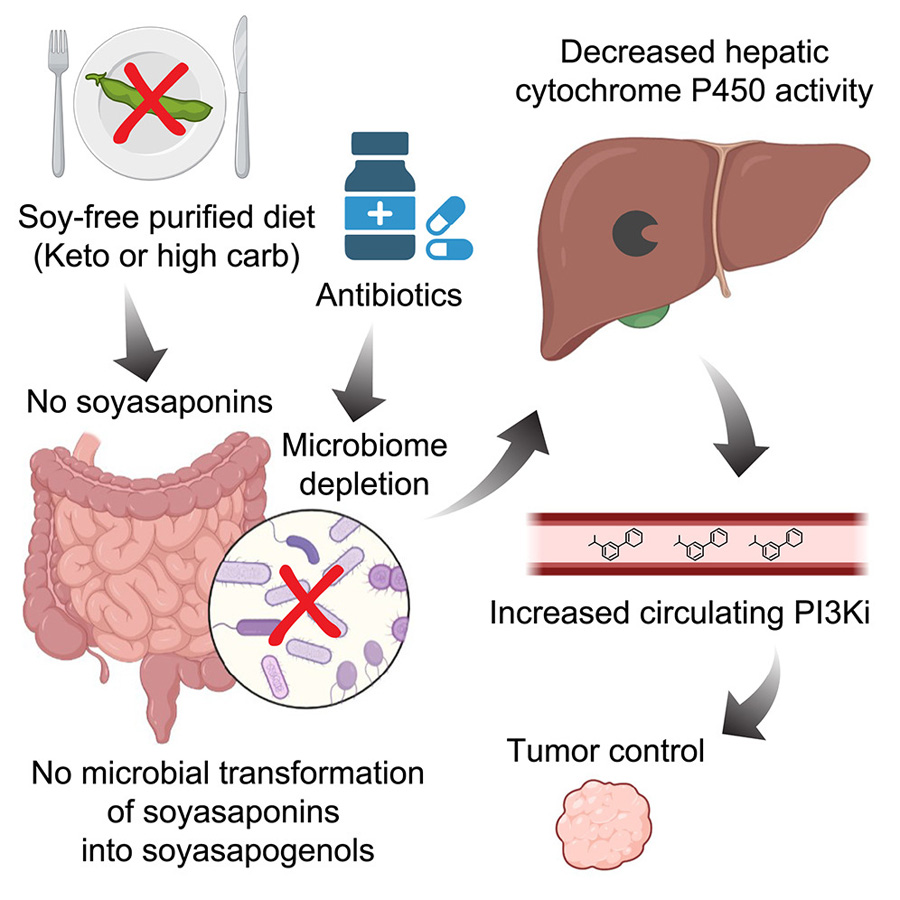  高碳水化合物、低植物化學(xué)物質(zhì)飲食與PI3K抑制協(xié)同治療小鼠癌癥，通過削減腸道微生物組的抗生素同樣具有此效果