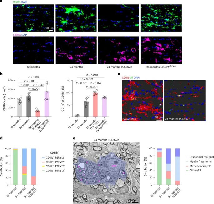  小膠質(zhì)細(xì)胞對PLX5622處理或衰老視神經(jīng)中CX3CR1缺失的應(yīng)答