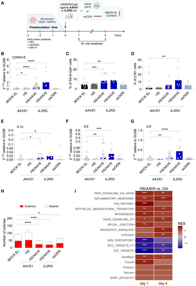  CRISPR-Cas9/AAV6介導的人類造血干細胞和祖細胞（HSPCs）基因編輯會觸發(fā)細胞衰老與炎癥反應(yīng)通路激活