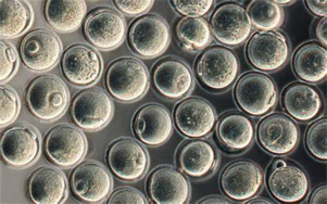 驅(qū)動(dòng)重組蛋白、疫苗與CGT生產(chǎn)的無血清/低血清培養(yǎng)基