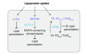 硫酸化糖胺聚糖介導的脂蛋白攝?。耗[瘤抵抗鐵死亡的關(guān)鍵機制
